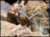 Click here to enter gallery and see photos/pictures/images of Kalkadoon Grasswren