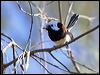 Click here to enter gallery and see photos/pictures/images of Lovely Fairywren
