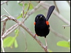 Click here to enter gallery and see photos/pictures/images of Red-backed Fairywren