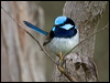 Click here to enter gallery and see photos/pictures/images of Superb Fairywren