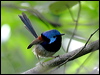 Click here to enter gallery and see photos/pictures/images of Variegated Fairywren
