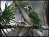 fire_tufted_barbet_55481