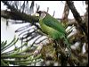 fire_tufted_barbet_55515