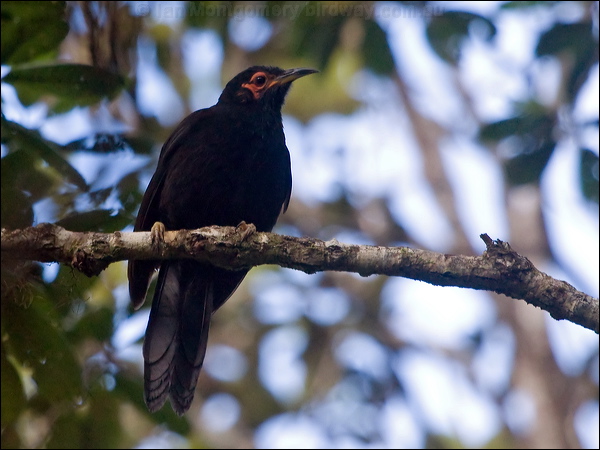 Crow Honeyeater crow_honeyeater_165809.psd
