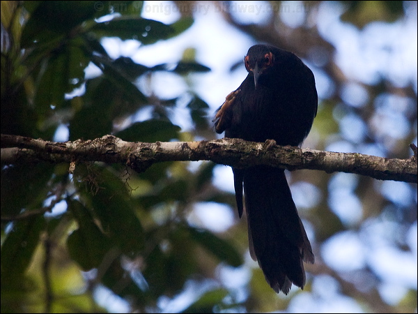 Crow Honeyeater crow_honeyeater_165819.psd