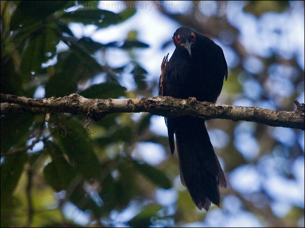 Crow Honeyeater crow_honeyeater_165820.psd
