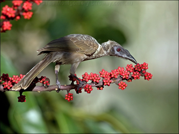 Hornbill Friarbird hornbill_friarbird_99037.psd