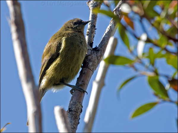New Zealand Bellbird nz_bellbird_124151.psd