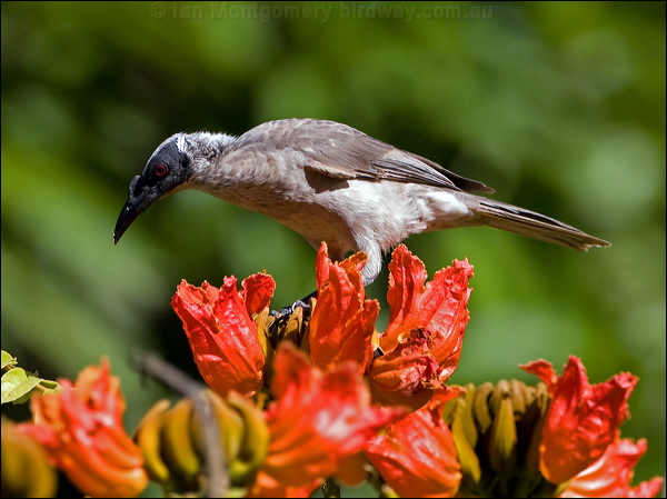 Silver-crowned Friarbird silver_cr_friarbird_105170.psd