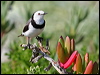 white_fronted_chat_38675