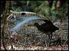 Click here to enter gallery and see photos/pictures/images of Superb Lyrebird