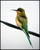 Click here to enter gallery and see photos/pictures/images of Blue-tailed Bee-eater