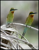 blue_tail_bee_eater_06712