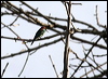 Click here to enter gallery and see photos/pictures/images of Blue-throated Bee-eater