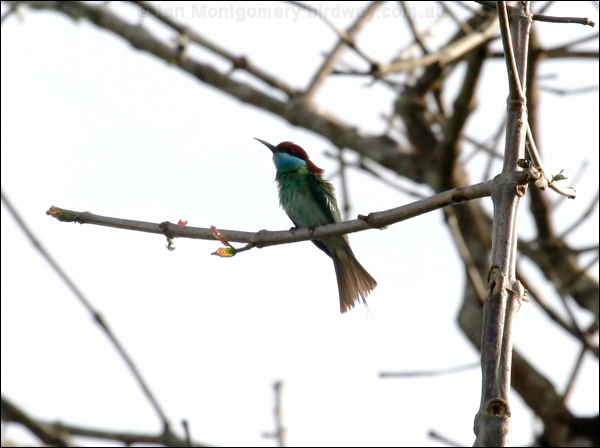 Blue-throated Bee-eater bluethroat_bee_eater_49807.psd