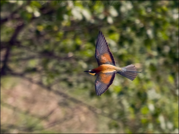 European Bee-eater european_bee_eater_169423.psd