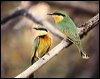 Click here to enter gallery and see photos/pictures/images of Little Bee-eater