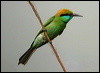 Click here to enter gallery and see photos/pictures/images of Asian Green Bee-eater