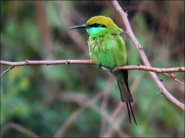 Asian Green Bee-eater littlegreen_beeeater_16714.psd