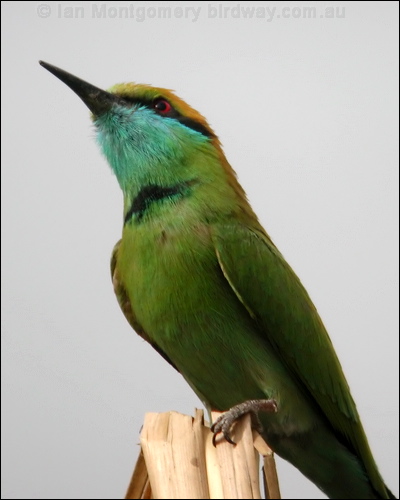 Asian Green Bee-eater littlegreen_beeeater_16832.psd