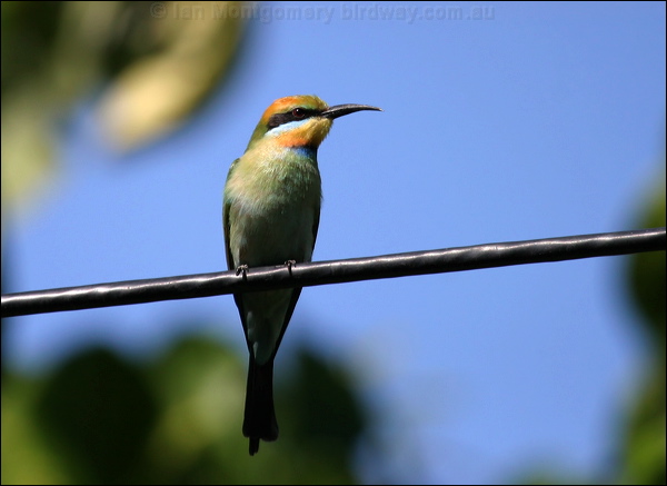 Rainbow Bee-eater rainbow_bee_eater_07997.psd