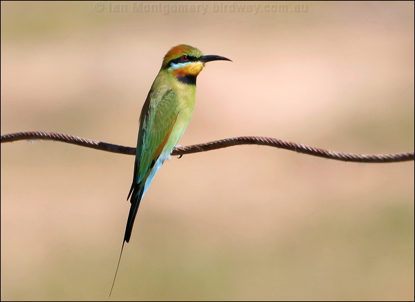 Rainbow Bee-eater rainbow_bee_eater_33822.psd