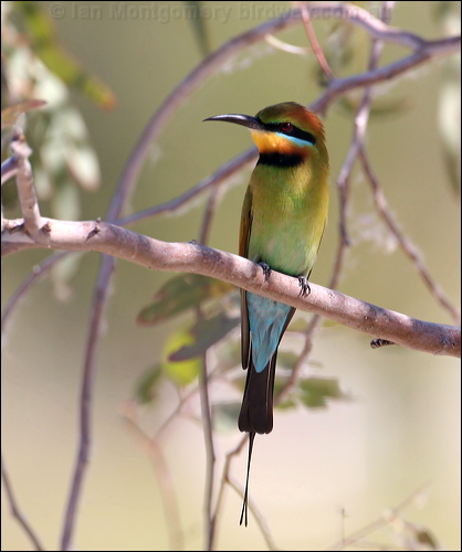 Rainbow Bee-eater rainbow_bee_eater_33827.psd