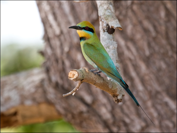Rainbow Bee-eater rainbow_bee_eater_91320.psd