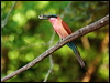 Click here to enter gallery and see photos/pictures/images of Southern Carmine Bee-eater