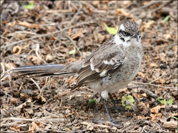 Long-tailed Mockingbird longtailmockingbird_27534.psd