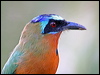 Click here to enter gallery and see photos/pictures/images of Trinidad Motmot