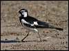 Click here to enter gallery and see photos/pictures/images of Magpie-Lark