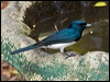 Click here to enter gallery and see photos/pictures/images of Satin Flycatcher