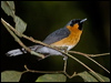Click here to enter gallery and see photos/pictures/images of Spectacled Monarch