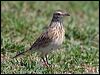 Click here to enter gallery and see photos/pictures/images of Australian Pipit