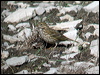meadow_pipit_05667