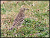 meadow_pipit_55190