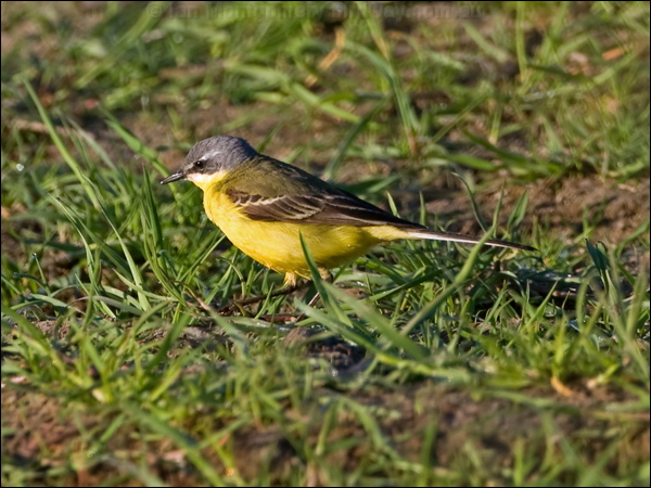 Western Yellow Wagtail yellow_wagtail_142828.psd