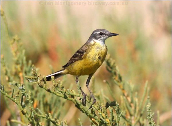 Western Yellow Wagtail yellow_wagtail_53872.psd