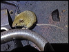 house_mouse_ip03486