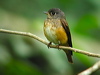 Click here to enter gallery and see photos/pictures/images of Ferruginous Flycatcher