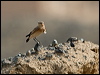 Click here to enter gallery and see photos/pictures/images of Isabelline Wheatear
