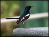 Click here to enter gallery and see photos/pictures/images of Oriental Magpie-Robin