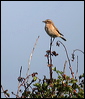 whinchat_20577