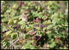 whinchat_20581