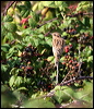 whinchat_20585