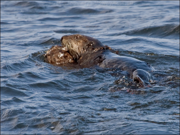 Sea Otter sea_otter_107628.psd