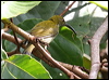 Click here to enter gallery and see photos/pictures/images of Bornean Spiderhunter