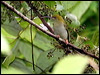 Click here to enter gallery and see photos/pictures/images of Grey-breasted Spiderhunter