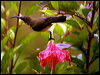 Click here to enter gallery and see photos/pictures/images of Loten's Sunbird